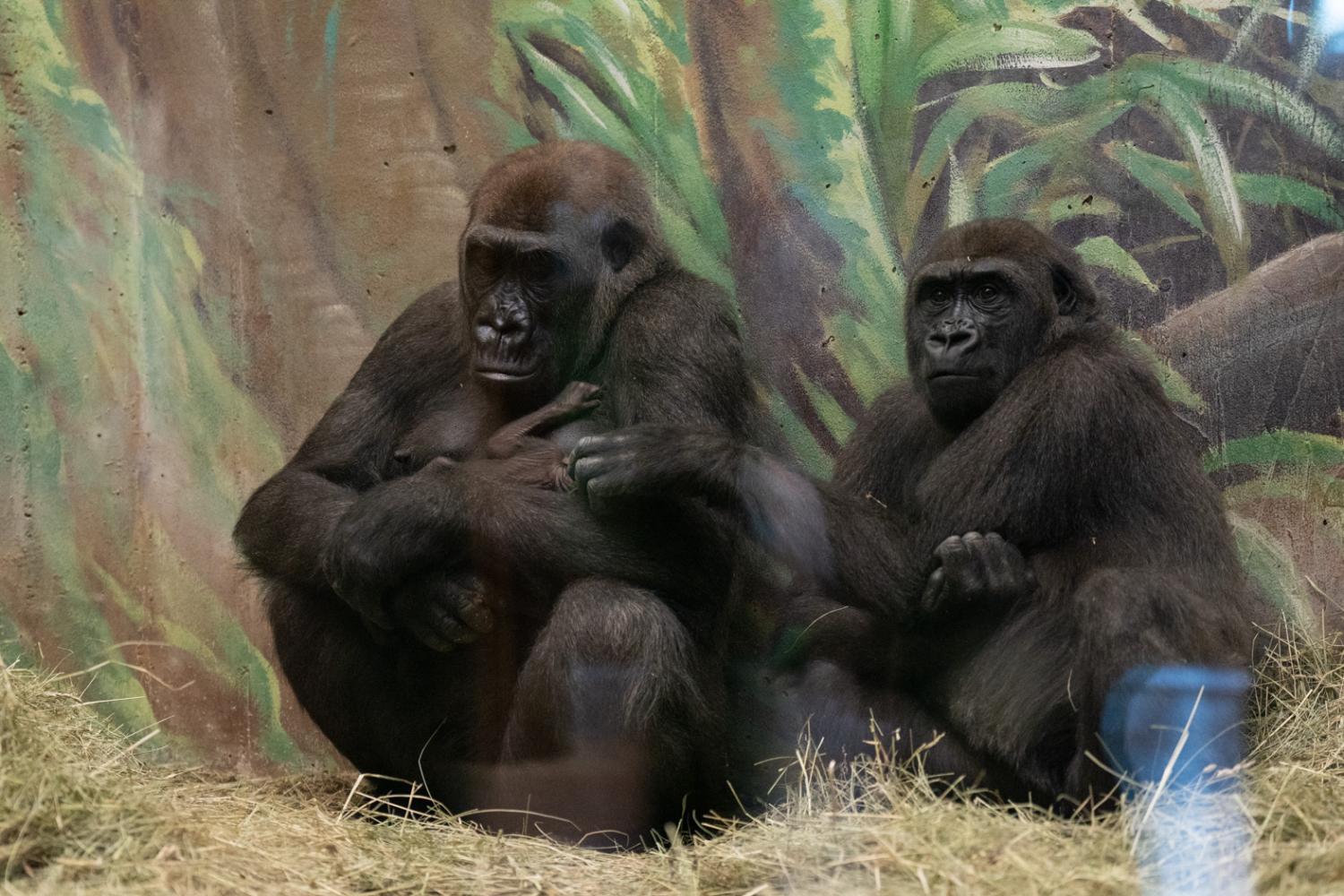 A Gorilla Birth Brings Two Surprises for the Columbus Zoo | Columbus